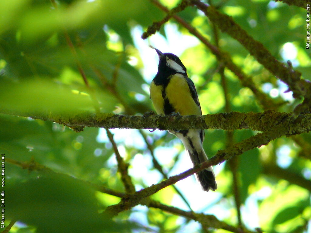 Mésange charbonnière