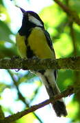 Great Tit