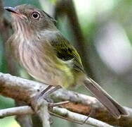 Helmeted Pygmy Tyrant