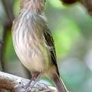 Microtyran casqué