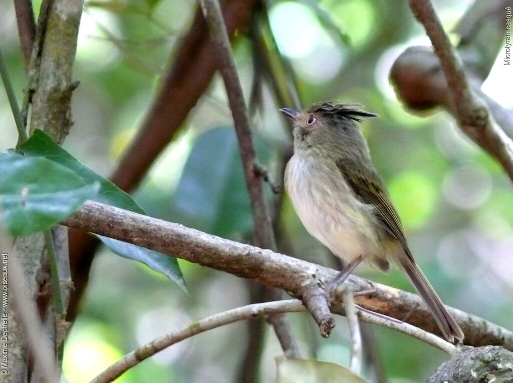 Helmeted Pygmy Tyrant