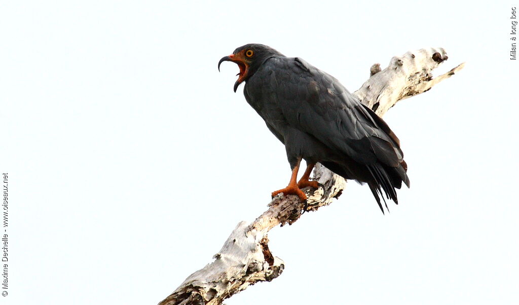 Slender-billed Kite, identification, song