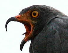 Slender-billed Kite