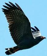 Slender-billed Kite