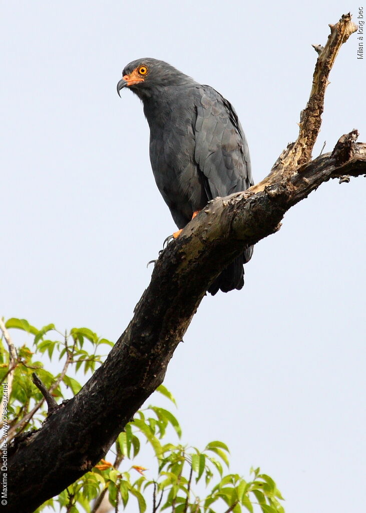 Slender-billed Kite, identification