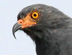 Slender-billed Kite