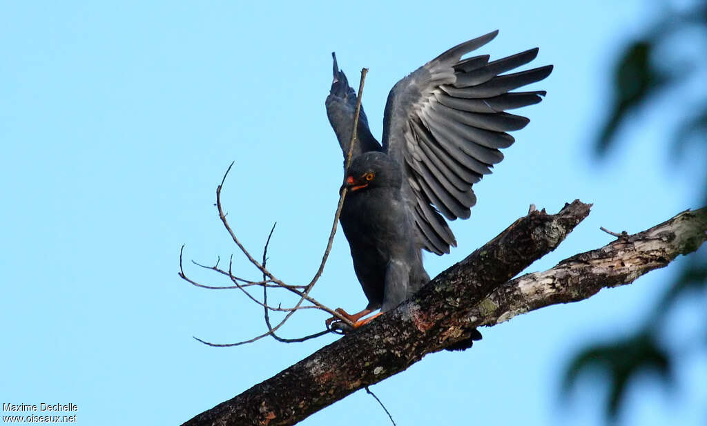 Slender-billed Kite, identification, Reproduction-nesting