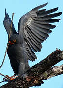 Slender-billed Kite