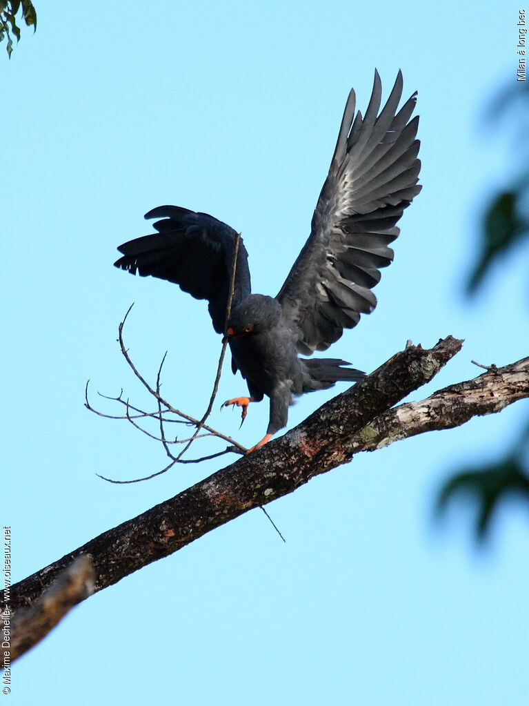 Slender-billed Kite, identification, Reproduction-nesting