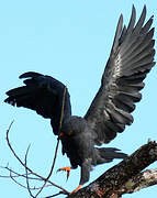 Slender-billed Kite