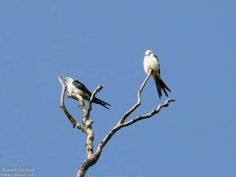 Swallow-tailed Kite, habitat, pigmentation