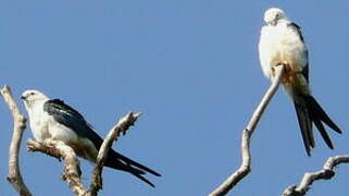 Swallow-tailed Kite