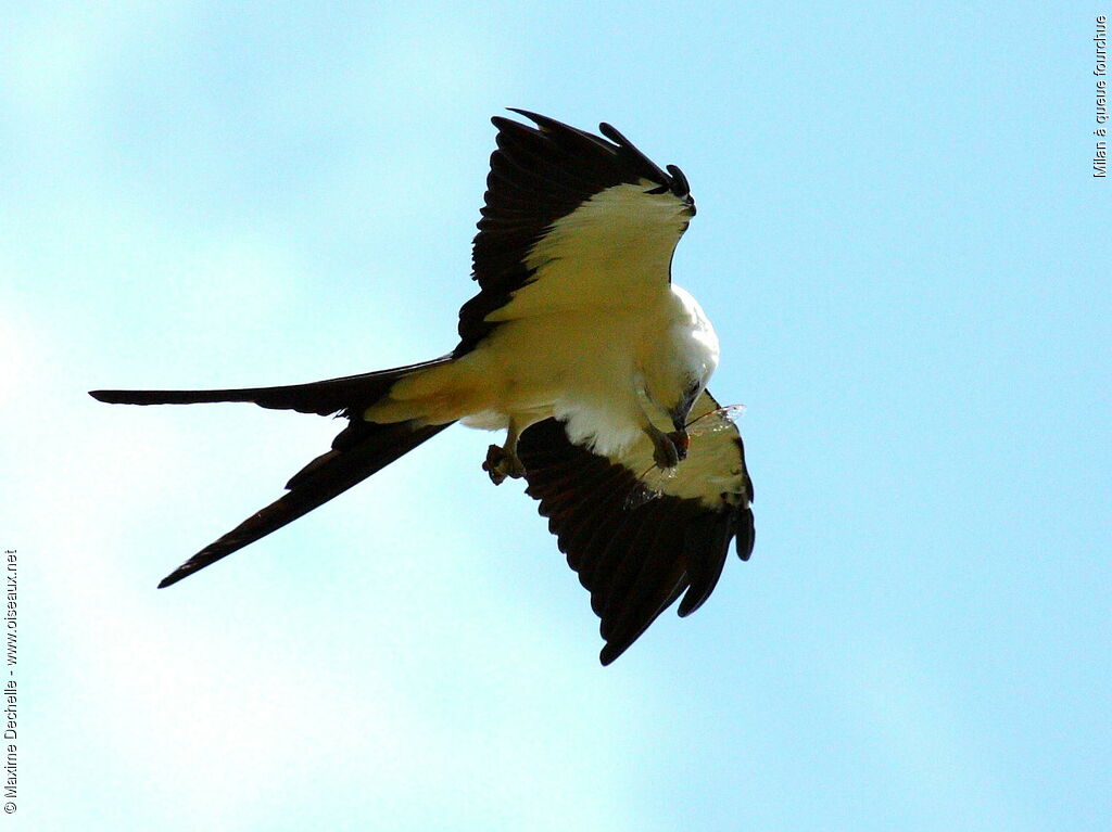 Swallow-tailed Kite