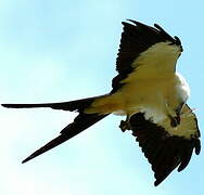 Swallow-tailed Kite