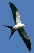 Swallow-tailed Kite