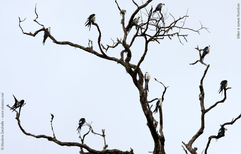 Swallow-tailed Kite, identification, Behaviour