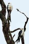 Swallow-tailed Kite