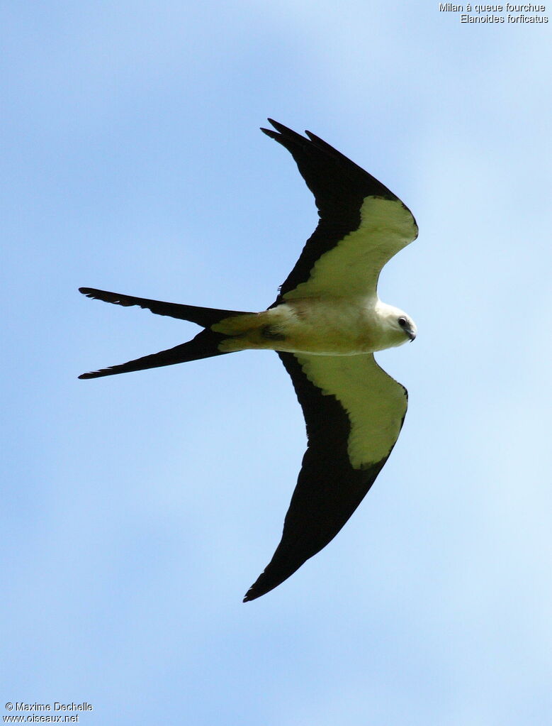 Swallow-tailed Kite, Flight