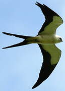 Swallow-tailed Kite