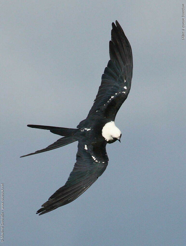 Swallow-tailed Kite, Flight