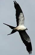 Swallow-tailed Kite