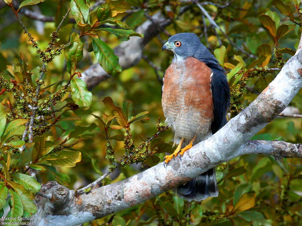 Double-toothed Kiteadult, pigmentation