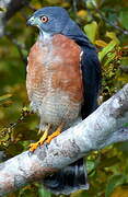 Double-toothed Kite