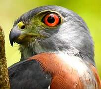 Double-toothed Kite