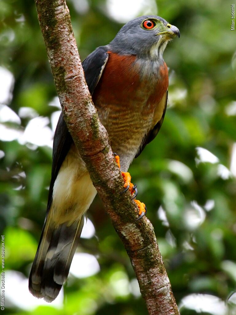 Double-toothed Kite, identification