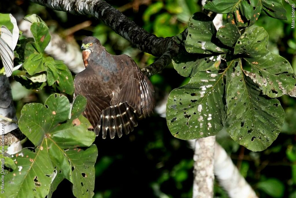 Double-toothed Kite, Behaviour