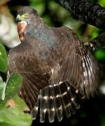 Double-toothed Kite