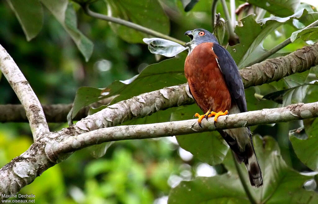 Double-toothed Kiteadult, identification