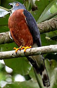 Double-toothed Kite