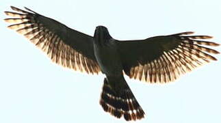 Double-toothed Kite