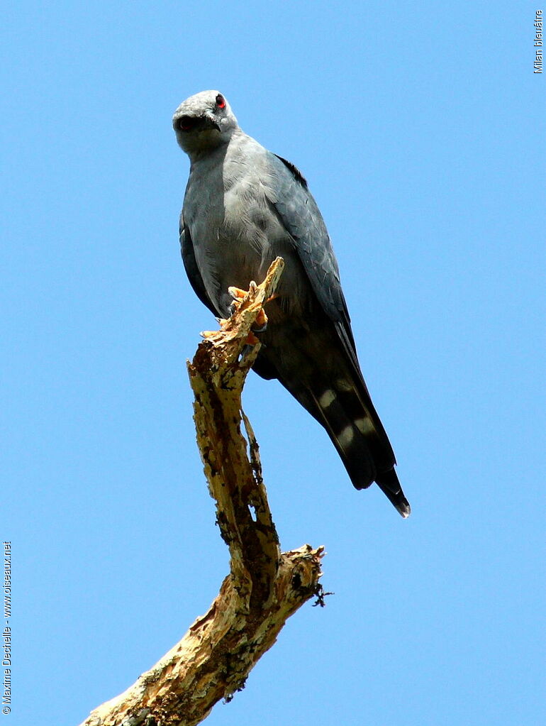 Plumbeous Kiteadult, identification