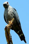 Plumbeous Kite