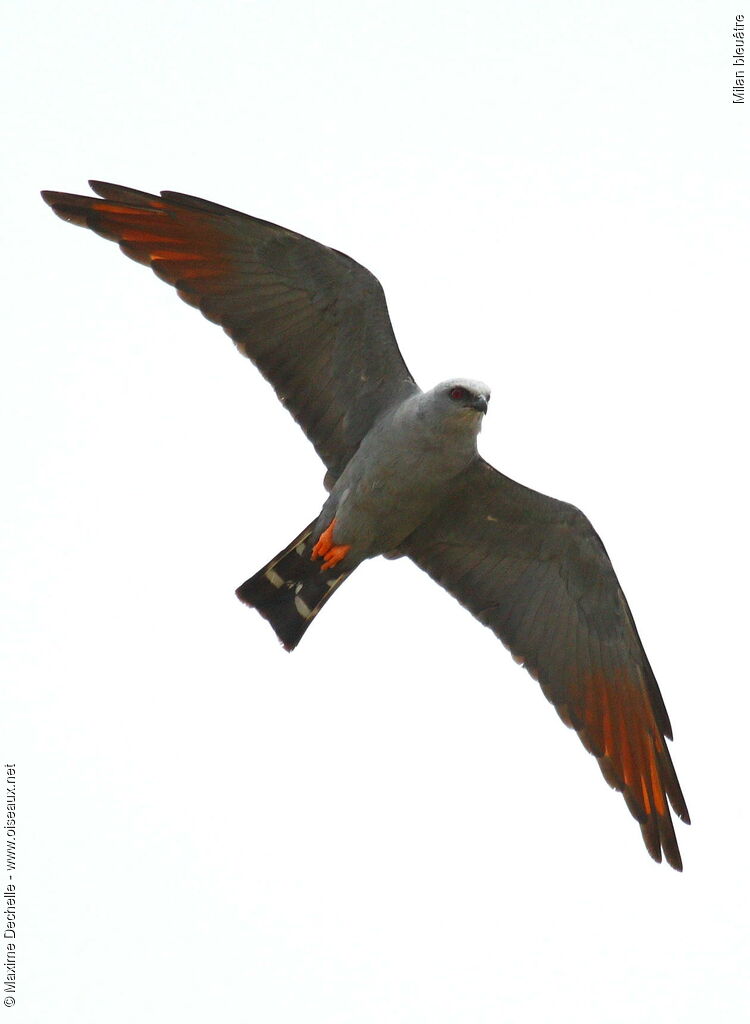 Plumbeous Kiteadult, Flight