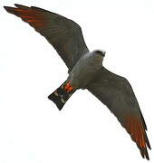 Plumbeous Kite