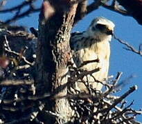 Plumbeous Kite