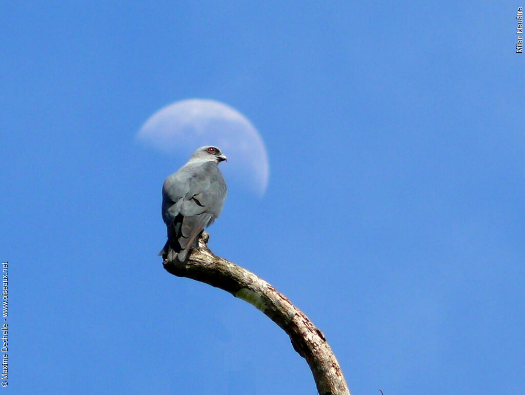 Plumbeous Kiteadult