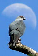 Plumbeous Kite