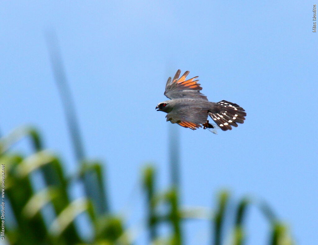 Plumbeous Kiteadult, identification, Flight, feeding habits