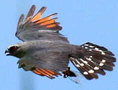 Plumbeous Kite