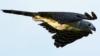 Grey-headed Kite