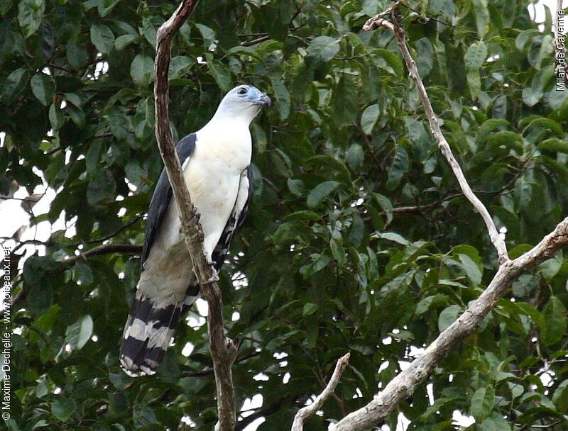 Grey-headed Kite, identification