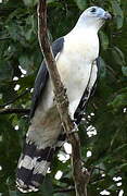 Grey-headed Kite