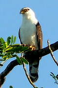 Grey-headed Kite