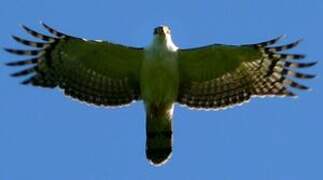 Grey-headed Kite