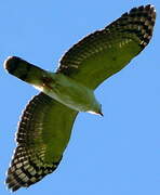 Grey-headed Kite