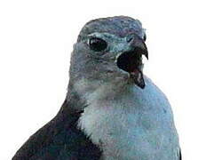 Grey-headed Kite